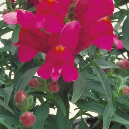 Lilac Floral Showers, (F1) Snapdragon Seeds - Packet image number null